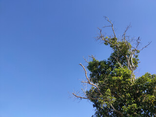 Green tree with copy space on a blue sky background
