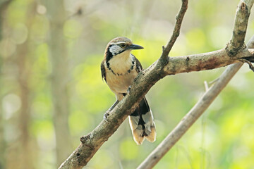 The Lesser Necklaced on a branch