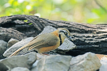 The Lesser Necklaced on a branch