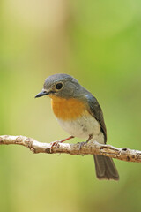 The female Tickell's Blue Flycatcher on a branch