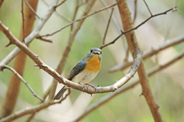 The female Tickell's Blue Flycatcher on a branch