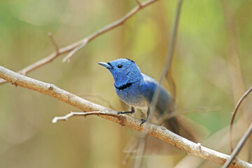 The male Black-naped Monarch on a branch