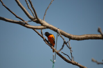 beautiful bright orange oriole sitting in a bare tree against blue sky