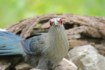 The Green-billed Malkoha on ground