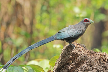 The Green-billed Malkoha on ground