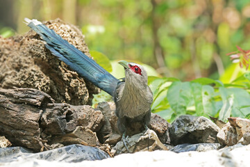 The Green-billed Malkoha on ground
