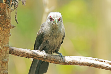 The Green-billed Malkoha on ground