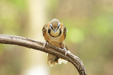 The Lesser Necklaced on a branch