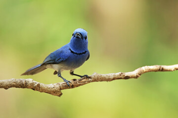 The male Black-naped Monarch on a branch