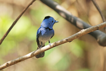 The male Black-naped Monarch on a branch