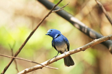 The male Black-naped Monarch on a branch