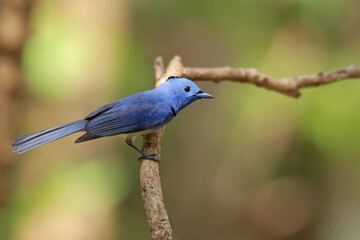 The male Black-naped Monarch on a branch