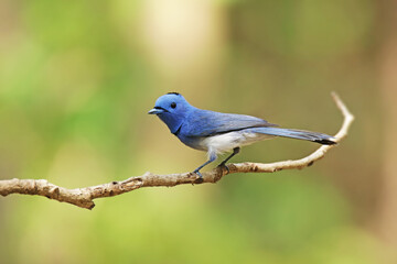 The male Black-naped Monarch on a branch