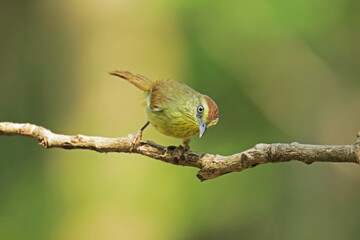 The Pin-striped Tit Babbler on a branch