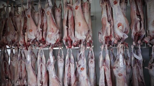 Meat industry. View of slaughtered lamb corpses, hanging in the refrigerating deposit, ready for sale.