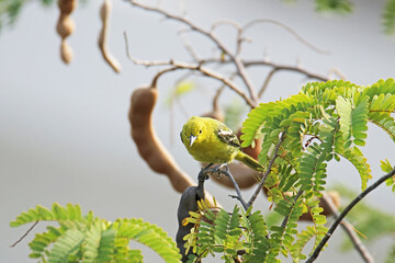 The Common Iora on a branch