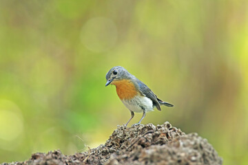 The female Tickell's Blue Flycatcher on a branch