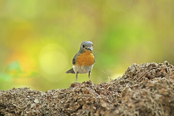 The female Tickell's Blue Flycatcher on a branch