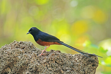 White-rumped shama on ground