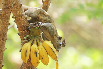 The Treeshrews eating banana - Powered by Adobe