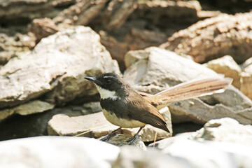The Fantail Flycatchers on a branch