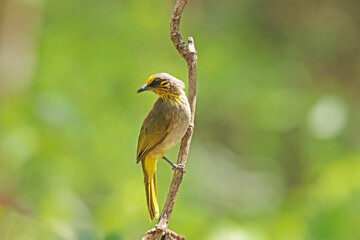 The Stripe-throated Bulbul on a branch