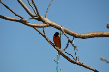 beautiful bright orange oriole sitting in a bare tree against blue sky