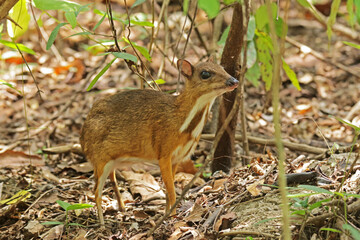 The Chevrotain in the forest