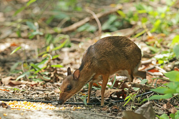 The Chevrotain in the forest