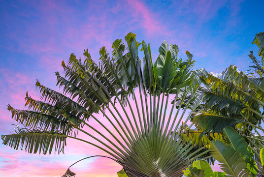 arbre voyageur au ciel rose