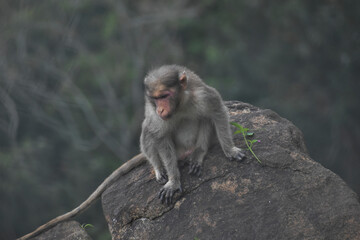 portrait of a macaque