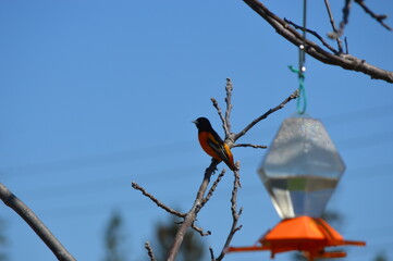 orange oriole bird sitting on bare tree branches against bright blue sky