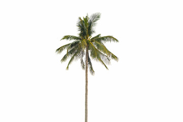 Coconut trees and coconut fruit that are perfectly natural. on a white background