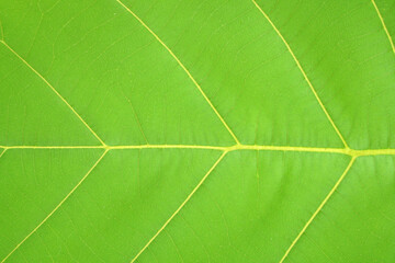 green leaf background with a beautiful leaf border pattern                     