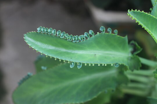 Closeup view of kalanchoe laetivirens with lushly green leaves