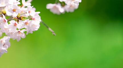 桜