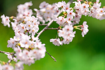 桜