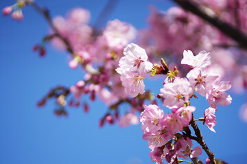 cherry tree blossom