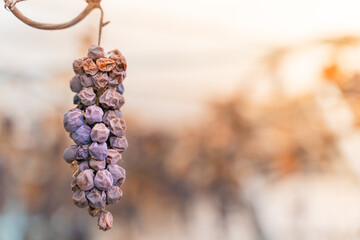 Lost harvest of blue grapes. Wrinkled withered grapes close up. A bunch of tall frozen grapes