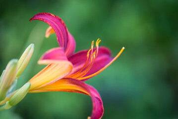 A closeup shot of a dark pink lily.