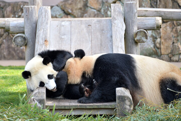 Fototapeta premium 日本にいるパンダ