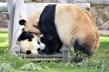 日本にいるパンダ