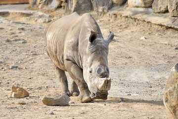 Obraz premium 動物園のサイ