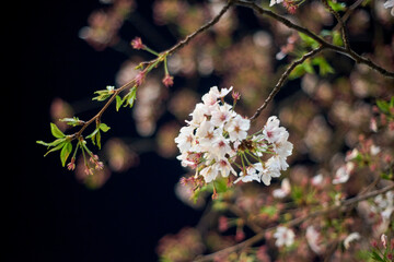 桜・枝先・風景・アップ・花・風物詩・日本