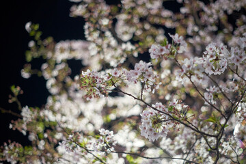 桜・枝先・風景・アップ・花・風物詩・日本