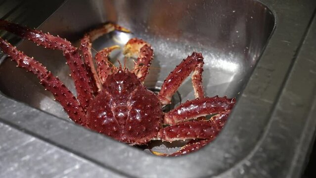 Alive Spider Crab, Lithodes santolla, in the restaurant kitchen sink.