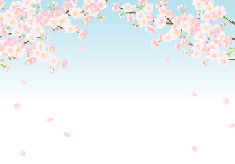 Obraz na płótnie Canvas 桜の背景　青空