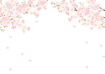桜の背景　グラデーション