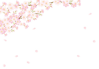 Obraz na płótnie Canvas 桜の背景　グラデーション