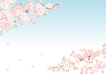 Fototapeta premium 桜の背景 青空